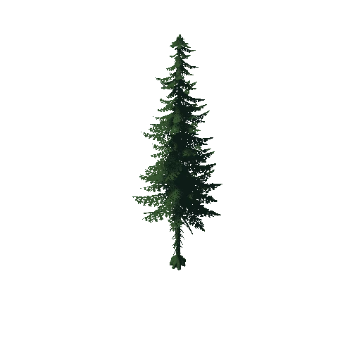 Fir Tree 3